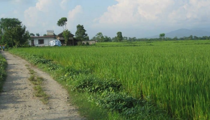 gawai nepal