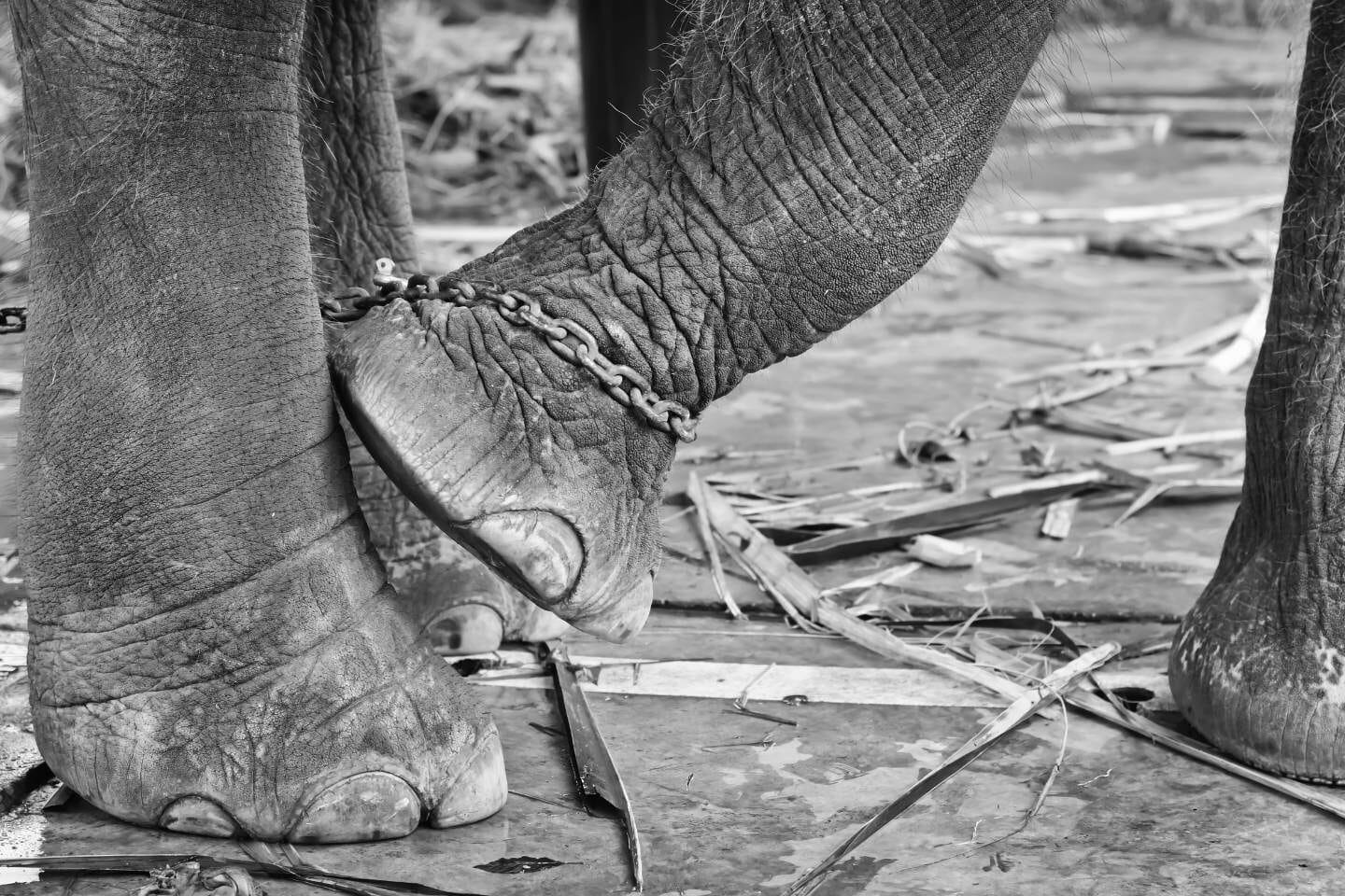 Elephants in captivity