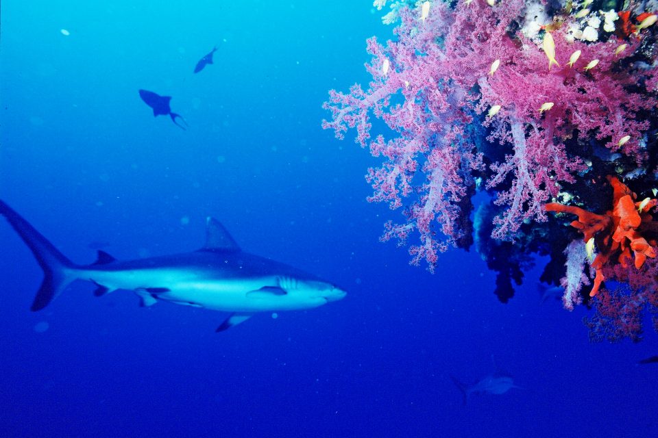 Leopard Shark and Soft Corals at Hin Daeng Dive Spot, Thailand