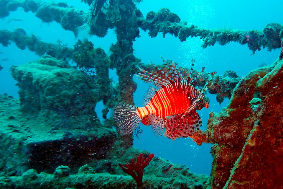 Lion fish and shipwreck at the HTMS Sattakut Wreck Dive Site, Thailand