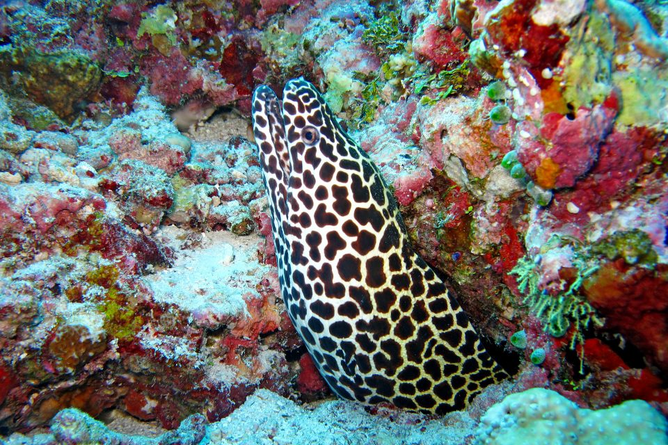 Leopard Moray Eel at Koh Dok Mai Dive Spot, Thailand