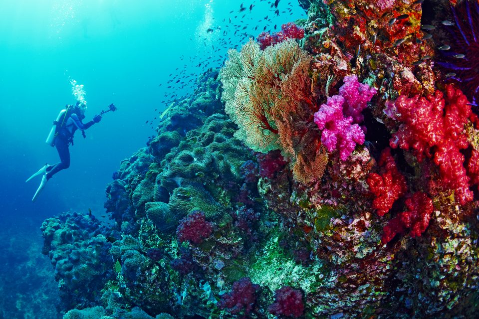 Diver and coral reef, Thailand