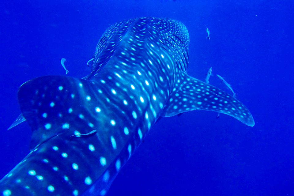 Whale shark, Richelieu Rock Dive Spot, Thailand