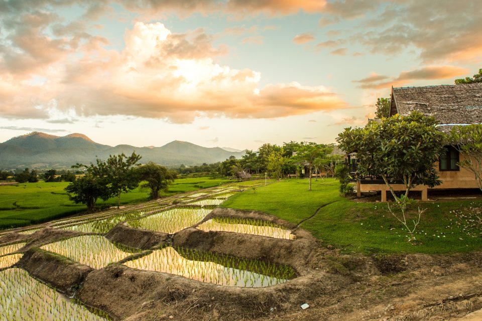 pai rice fields