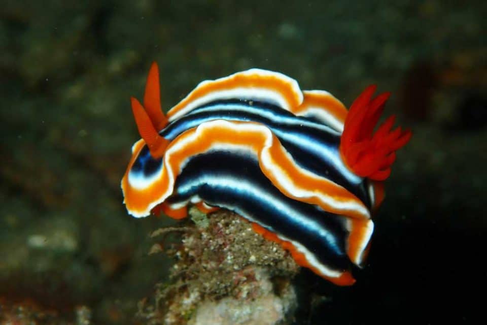 cambodia nudibranch