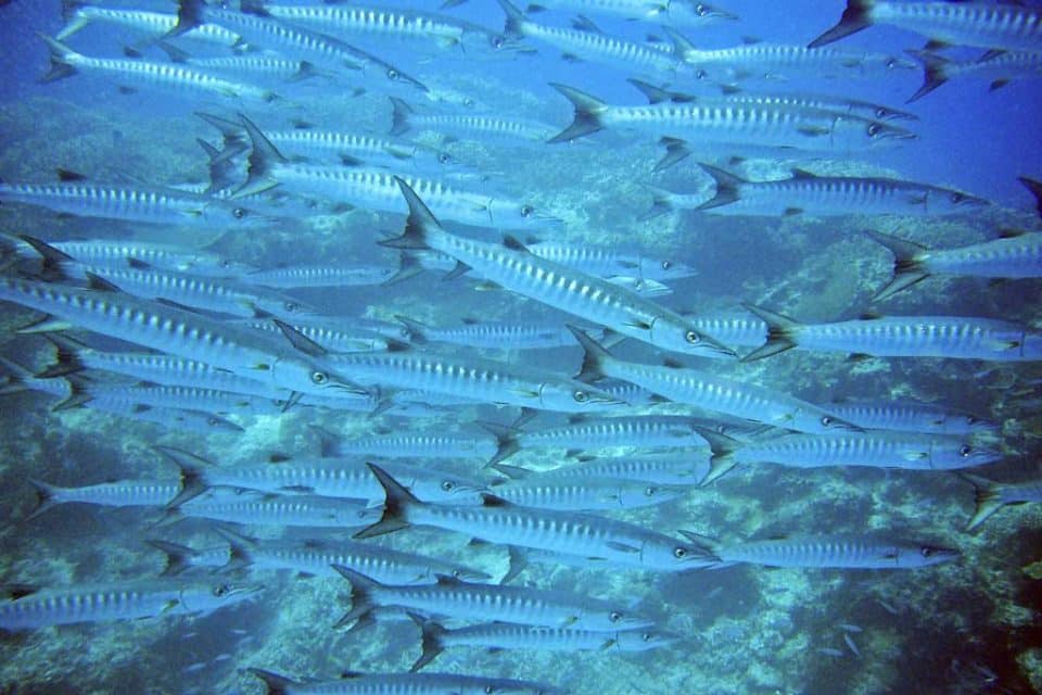 cambodia diving barracuda
