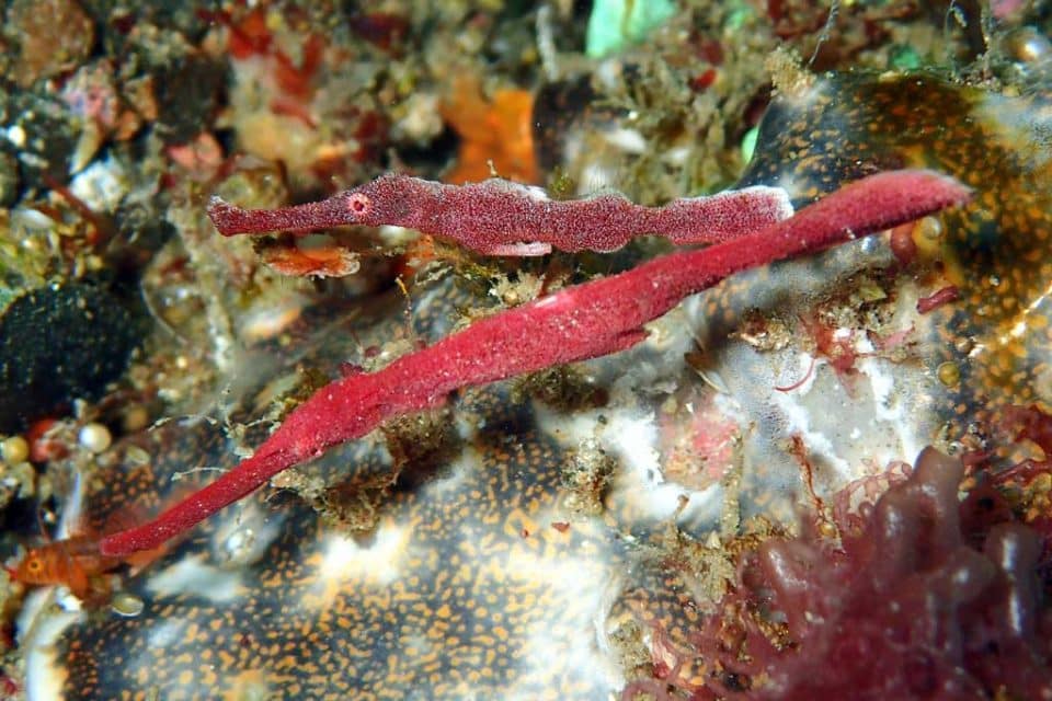 cambodia diving fish