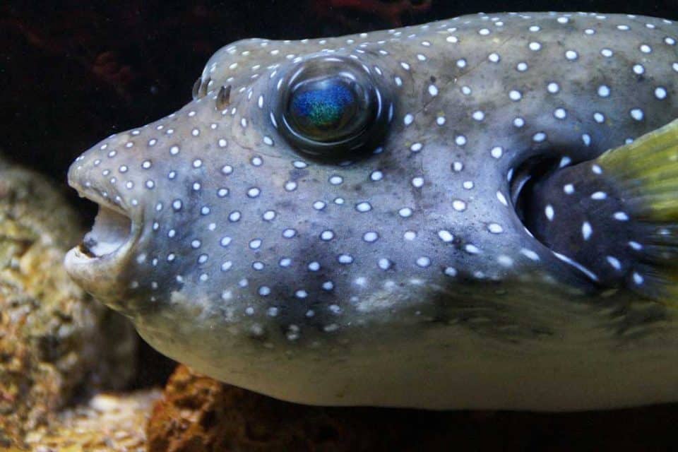 cambodia puffer
