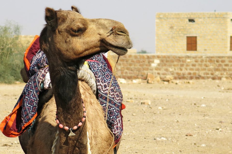 A camel