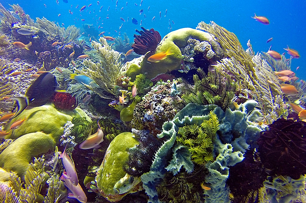 Schools of fish swimming in a tropical reef