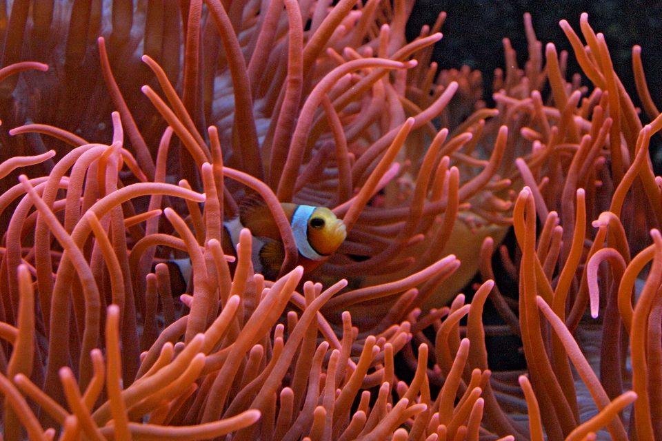 diving in nha trang