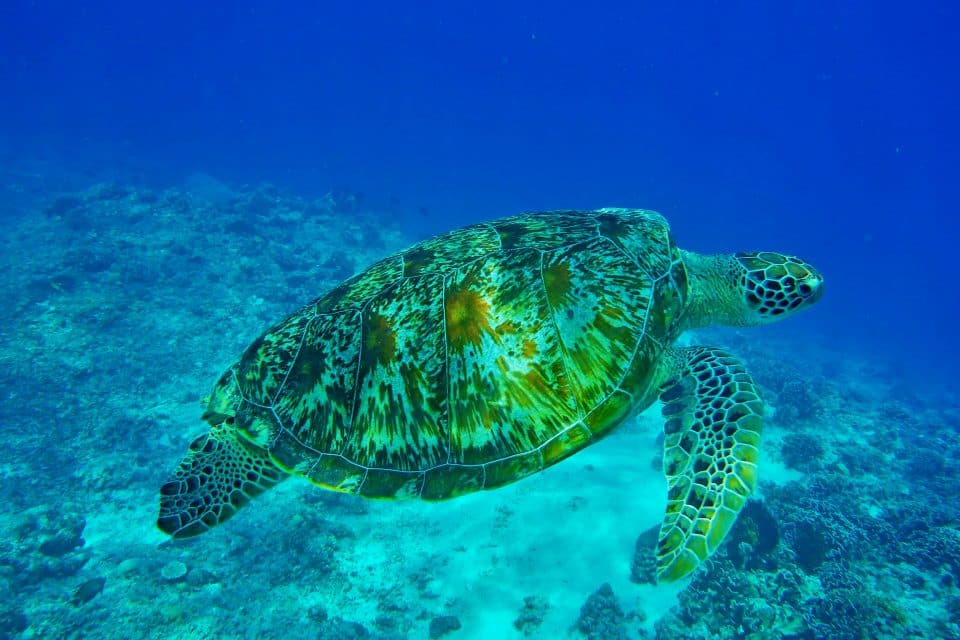 gilis turtle