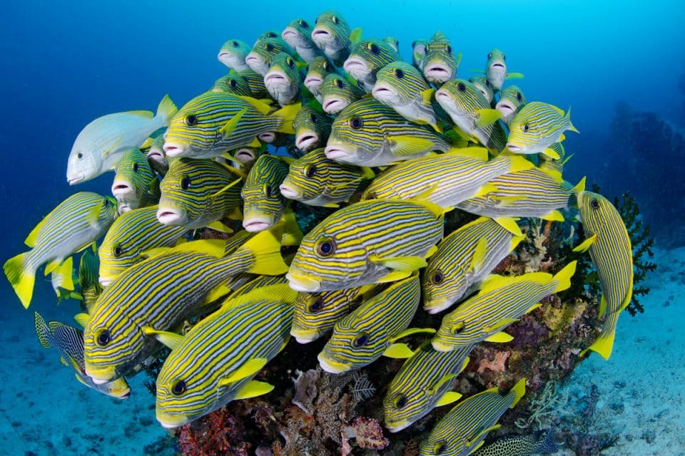 Scuba Diving at Raja Ampat, Indonesia