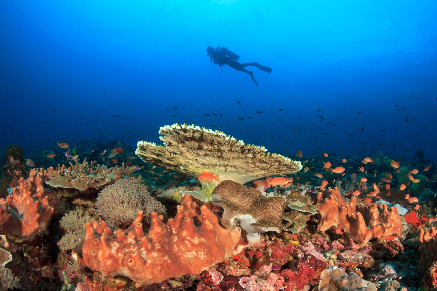 indo diver