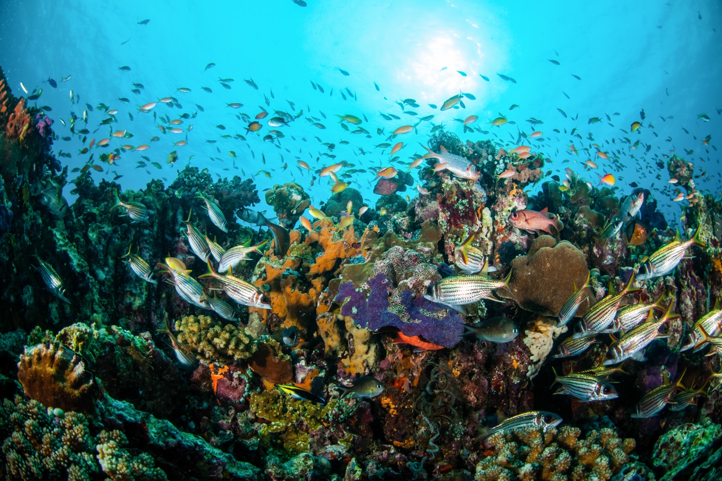 indo-diving-bright-fish