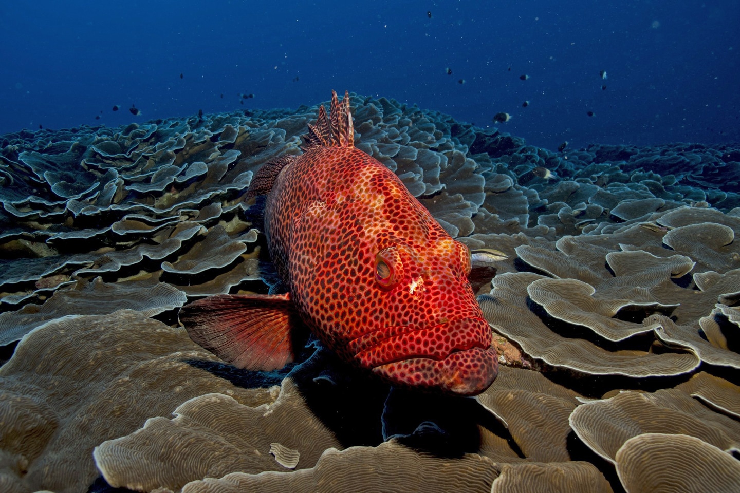indo-fish-diving