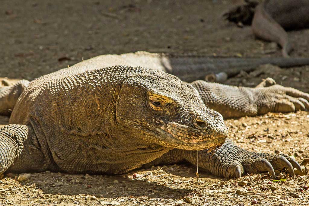 komodo-dragon