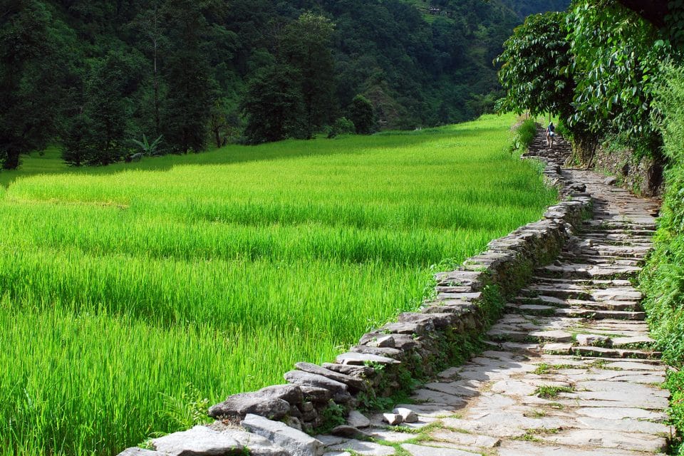 nepal fields asia