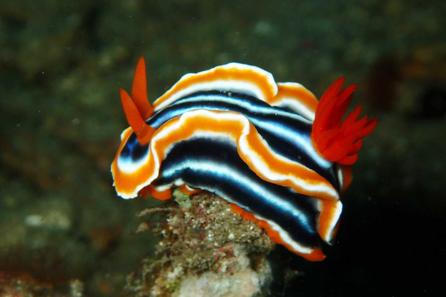nudi-branch