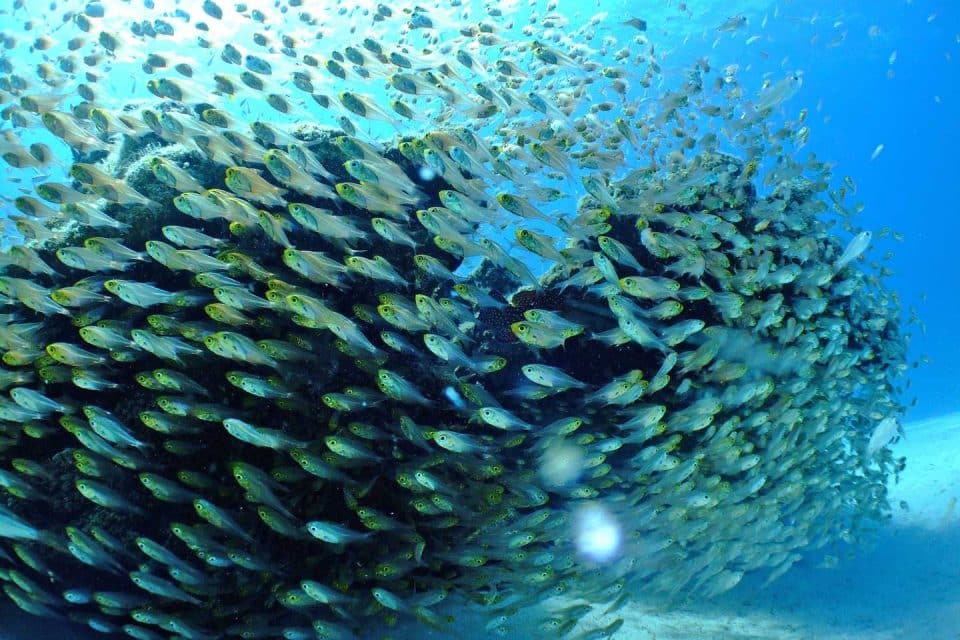 Philippines-liveaboard-diving