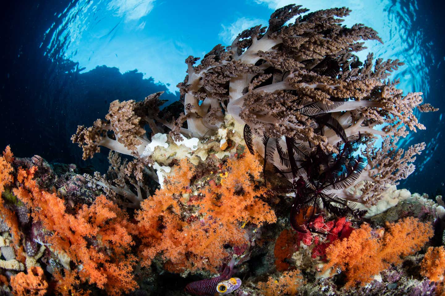 raja-ampat-liveaboard