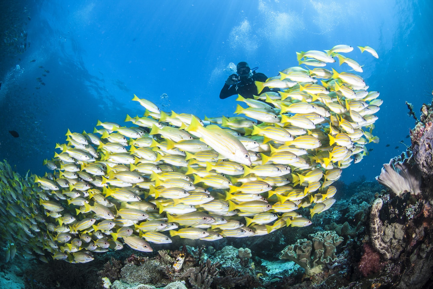 Diving in Raja Ampat, Indonesia