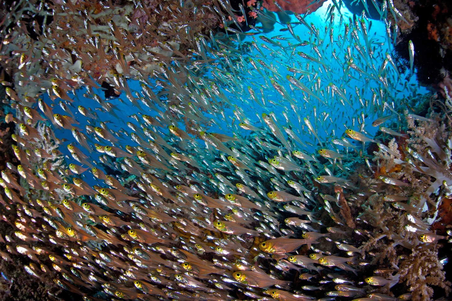Huge school of fish in Raja Ampat, Indonesia