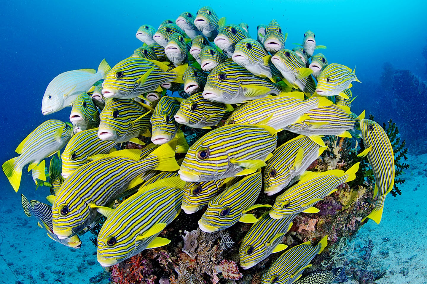 Yellow striped fish in Raja Ampat, Indonesia