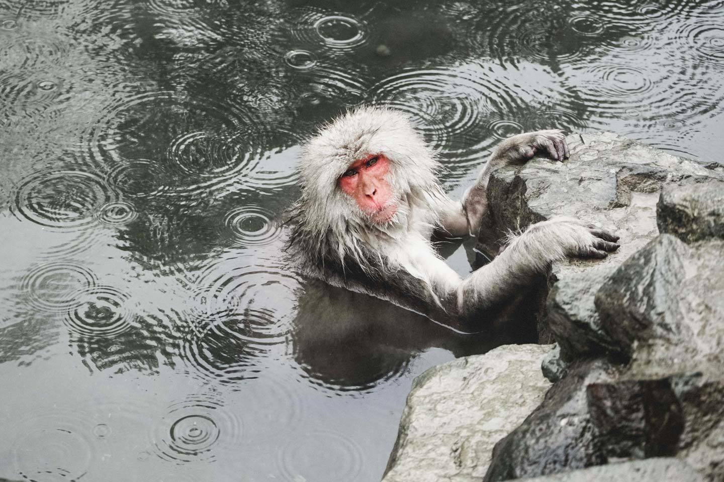 snowmonkeys
