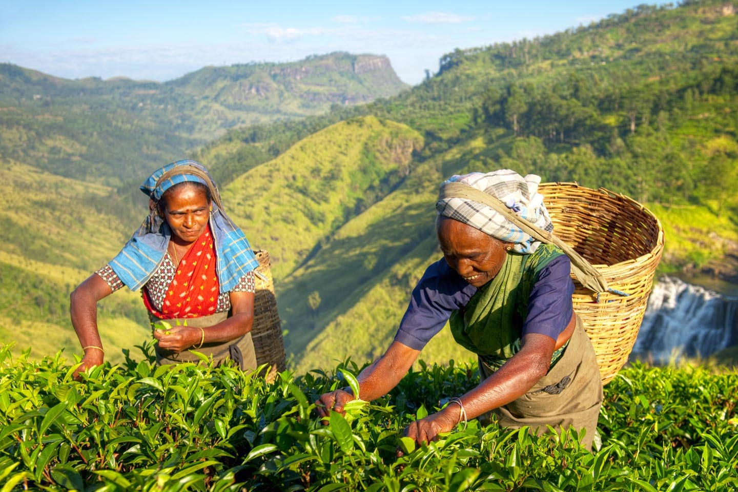sri lanka tea