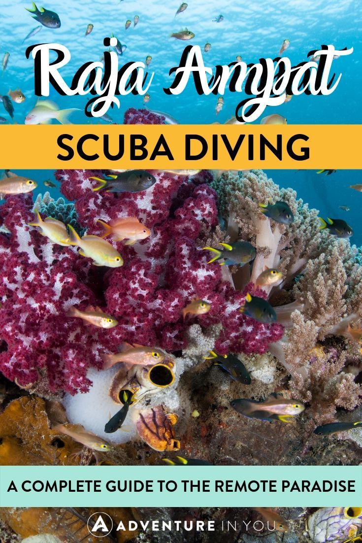Raja Ampat Diving | Raja Ampat is an untouched paradise just waiting to be discovered by adventurous divers. Here's everything you need to know about planning a diving trip to the remote heaven!