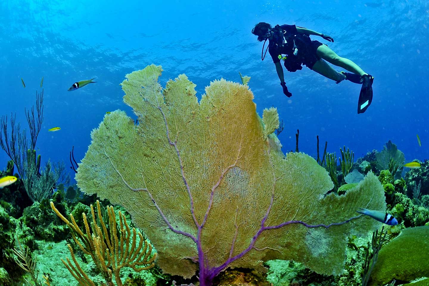 thailand-guide-diving