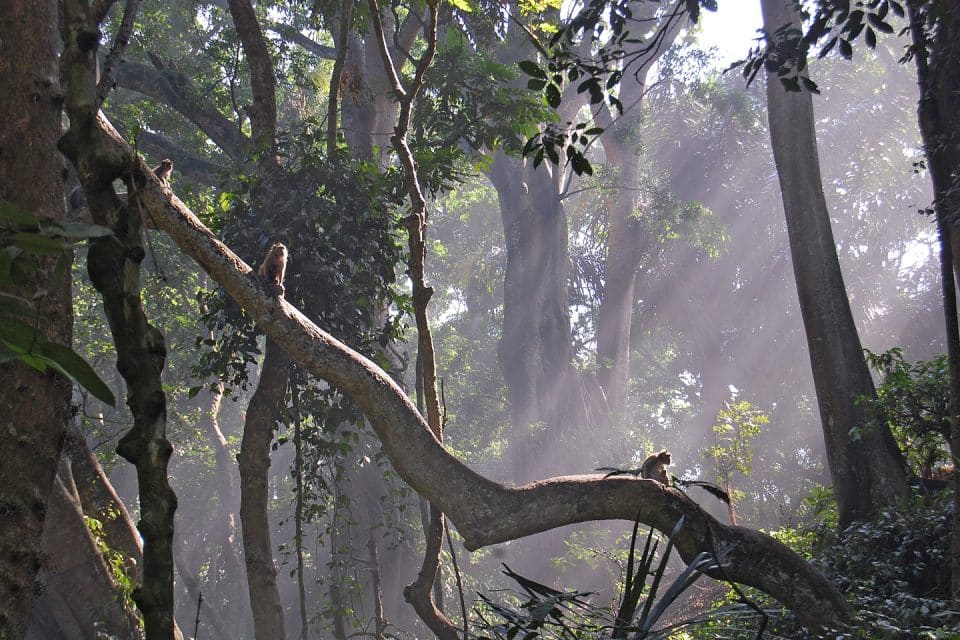 Monkey forest, Ubud, Bali