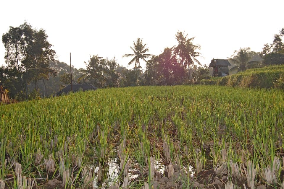 Rice fields, Ubud, Bali