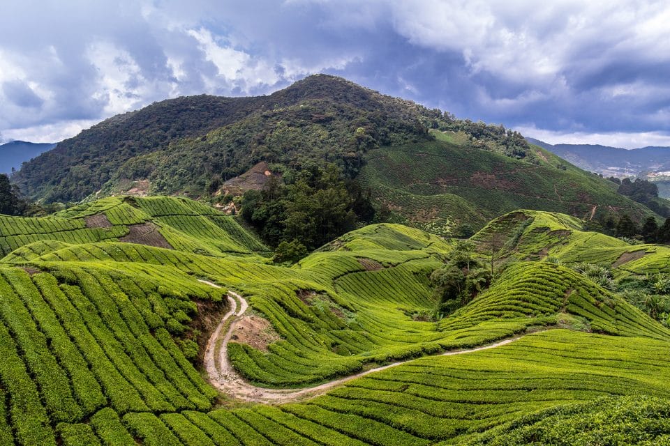 Trekking trails in Cameron Highlands