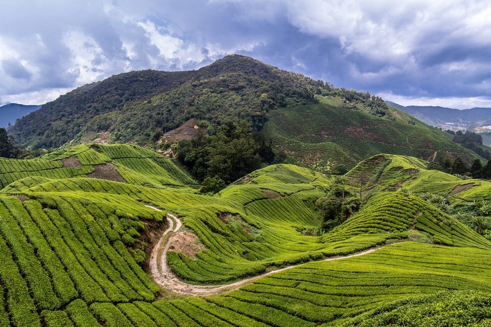 Trekking trails in Cameron Highlands